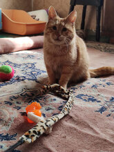 SHAGGY, Katze, Hauskatze in Bulgarien - Bild 4