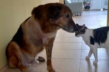 GARRY, Katze, Hauskatze in Bulgarien - Bild 4