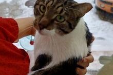 GARRY, Katze, Hauskatze in Bulgarien - Bild 5