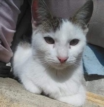 FEE, Katze, Hauskatze in Rumänien - Bild 1