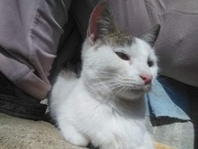 FEE, Katze, Hauskatze in Rumänien - Bild 3