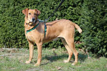 TINA, Hund, Mischlingshund in Linsburg - Bild 2