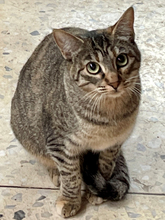 PELUSA, Katze, Europäisch Kurzhaar in Spanien - Bild 2