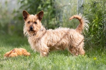 TRAMPIK, Hund, Mischlingshund in Deutschland - Bild 10