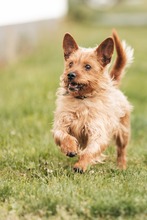 TRAMPIK, Hund, Mischlingshund in Deutschland - Bild 11