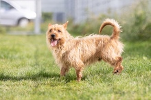 TRAMPIK, Hund, Mischlingshund in Deutschland - Bild 14