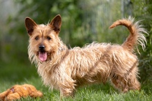 TRAMPIK, Hund, Mischlingshund in Deutschland - Bild 20