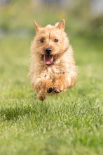 TRAMPIK, Hund, Mischlingshund in Deutschland - Bild 7