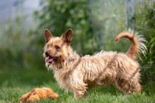 TRAMPIK, Hund, Mischlingshund in Deutschland - Bild 9