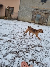 ZOJKA, Hund, Mischlingshund in Polen - Bild 1