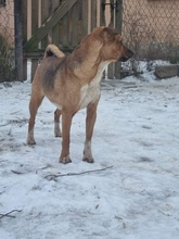 ZOJKA, Hund, Mischlingshund in Polen - Bild 2