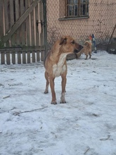ZOJKA, Hund, Mischlingshund in Polen - Bild 3