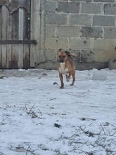 ZOJKA, Hund, Mischlingshund in Polen - Bild 5