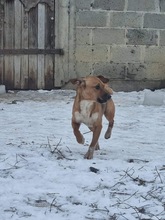 ZOJKA, Hund, Mischlingshund in Polen - Bild 6