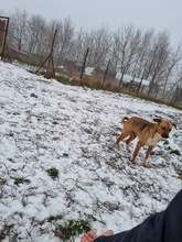 ZOJKA, Hund, Mischlingshund in Polen - Bild 7