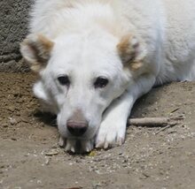 MARGE, Hund, Mischlingshund in Griechenland - Bild 4
