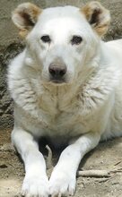 MARGE, Hund, Mischlingshund in Griechenland - Bild 6