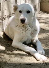 MARGE, Hund, Mischlingshund in Griechenland - Bild 7