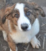 ODI, Hund, Mischlingshund in Griechenland - Bild 11