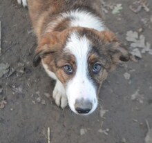 ODI, Hund, Mischlingshund in Griechenland - Bild 14