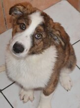ODI, Hund, Mischlingshund in Griechenland - Bild 16