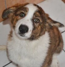 ODI, Hund, Mischlingshund in Griechenland - Bild 18