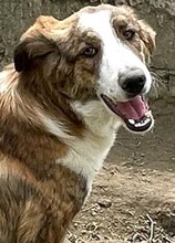 ODI, Hund, Mischlingshund in Griechenland - Bild 7