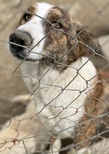 ODI, Hund, Mischlingshund in Griechenland - Bild 9