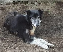 FLOCKI, Hund, Mischlingshund in Rumänien - Bild 1