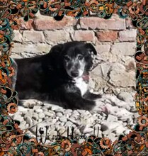 FLOCKI, Hund, Mischlingshund in Rumänien - Bild 2