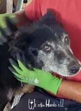 FLOCKI, Hund, Mischlingshund in Rumänien - Bild 3