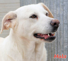 HOLA, Hund, Mischlingshund in Italien - Bild 1