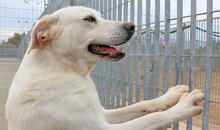 HOLA, Hund, Mischlingshund in Italien - Bild 4
