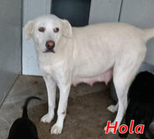 HOLA, Hund, Mischlingshund in Italien - Bild 5