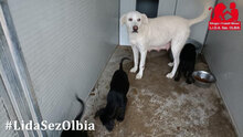 HOLA, Hund, Mischlingshund in Italien - Bild 7
