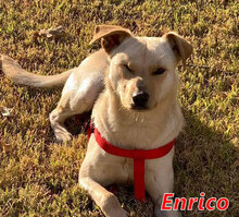 ENRICO, Hund, Mischlingshund in Italien - Bild 1