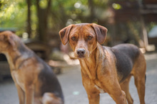 ACHIL, Hund, Mischlingshund in Bulgarien - Bild 2