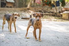ACHIL, Hund, Mischlingshund in Bulgarien - Bild 4