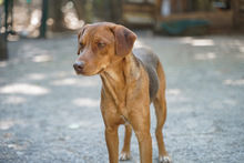 ACHIL, Hund, Mischlingshund in Bulgarien - Bild 5