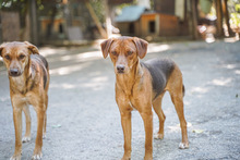 ACHIL, Hund, Mischlingshund in Bulgarien - Bild 6