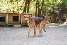 ALEX, Hund, Mischlingshund in Bulgarien - Bild 10