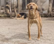 ALEX, Hund, Mischlingshund in Bulgarien - Bild 3