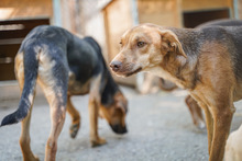 ALEX, Hund, Mischlingshund in Bulgarien - Bild 4