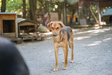 ALEX, Hund, Mischlingshund in Bulgarien - Bild 6