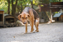 ALEX, Hund, Mischlingshund in Bulgarien - Bild 7