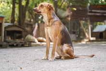 ALEX, Hund, Mischlingshund in Bulgarien - Bild 9