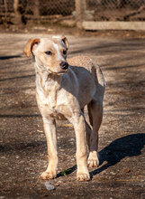 AMBER, Hund, Mischlingshund in Bulgarien - Bild 1