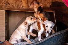 AMBER, Hund, Mischlingshund in Bulgarien - Bild 10