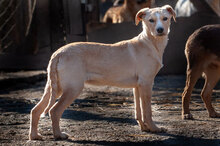 AMBER, Hund, Mischlingshund in Bulgarien - Bild 2