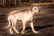 AMBER, Hund, Mischlingshund in Bulgarien - Bild 3